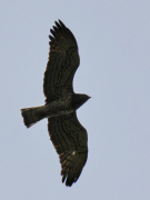 09.09.18 F18f : an adult Short-toed Eagle female; the bird has a heavily spotted plumage, long and wide wings and the individually typical drop-shaped body