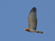 26.08.18 H18 : the breeding site of N11f and A15m pair is located not far from a great river floodplain - their main foraging grounds; such location let their juveniles quite quickly leave the site and join them at their hunting area