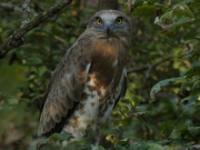11.08.19 D19 : the young eagle is fairly relaxed in the evening, the shape of its crop tells about a snake swallowed recently