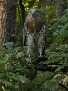 11.08.19 D19 : the juvenile has been fed by parents at that roost