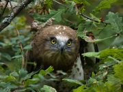 11.08.19 D19 : the fledgling was caught and put on a low oak among a sparse forest part at a distance of 60 m from the nest to be more reachable for the parents