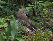 11.08.19 D19 : the fledgling found itself on the ground near the destroyed nest being not yet able to fly