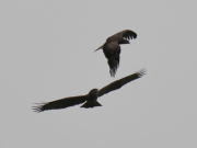 30.03.19 B11m & A19n : this is the migration period, so a lot of guests can visit local permanent breeding sites; the male (top right) is very displeased by the visitor's presence