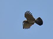 30.03.19 B11m : his tail in action