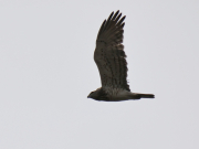 30.03.19 B11m : the male in the aggressive display flight sees an intruder at his breeding site