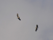 07.04.19 K11m & B19n : another territorial conflict - the local male (bottom right) in display flight with other obviously adult intruder