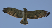 26.08.19 K11m : the father is going to hunt after feeding the D19 fledgling which already started flying; this posture and slow gliding flight is an individual feature of this adult Short-toed Eagle male