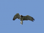 24.08.19 E19 : an adult male is staying near the breeding site of K11m and L11f for at least 3 days, nobody knows why