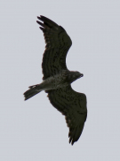 18.08.19 A15m : this is the closest picture of the male which is breeding in NE Ukraine and has been followed since 2010