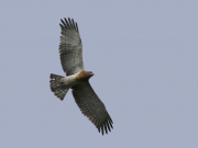18.08.19 F19 : flying fledgling of A15m & N11f - 9th within 10 seasons, this is the most successful breeding pair among all monitored