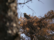 28.07.19 D19 : it is not too afraid of human, this is a result of a rather regular presence of people in the forest; the reddish dry needles are a good disguise for the young Short-toed