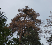 07.07.19 : the nest of K11m and L11f on a huge dying pine this year at an altitude of 28 m above the ground