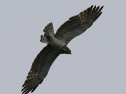 07.07.19 C19n : judging by the plumage and colouration of the head, this is 4 or 5 CY Short-toed Eagle