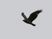 07.07.19 C19n : the bird was photographed first on April 13 at hunting grounds of the local pair, than visited their breeding site in summer several times being not chased off by the owners