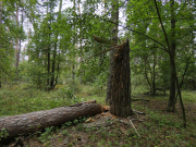 11.08.19 : the pine was broken by a strong windstorm
