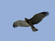 01.09.19 D19 : the young Short-toed Eagle lucky enough to survive after the nest destruction is flying very well now