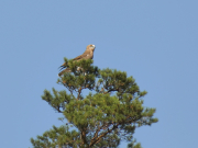 01.09.19 D19 : the juvenile rests on the top of tall pine 3 weeks later after the unexpected fall of the nesting tree; its father K11m has recently brought a snake
