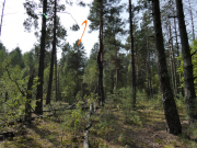 08.09.19 : the nesting site of that Short-toed Eagle and the nest found within the Zone 15 km west of the Chornobyl Nuclear Power Plant, at a rather highly contaminated young pine forest
