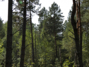 08.09.19 : the eyrie was built on a quite low pine (Pinus sylvestris) at an altitude of 14 m