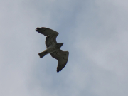 21.07.19 A19m : an adult Short-toed Eagle male in the sky above the Chornobyl Nuclear Power Plant Zone of Alienation