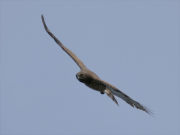 14.04.19 A16m : the eye of the snake eagle