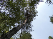 08.09.19 : the significant part of the nest fell down to the ground, probably due to strong winds; 5 out of 8 controlled nests were partly or completely destroyed this year, more than ever
