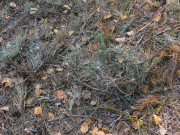 08.09.19 : the twigs laying under the nest with a lot of signs of the successful breeding: dung marks, down and feathers, snake scales; the gamma radiation level at the ground surface is nearly ten times higher than normal