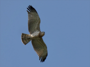 12.09.19 D19 : flying together with its father at the breeding site the juvenile has a look at him and begs for prey