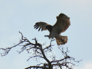 06.09.19 D19 : take-off and perching is a usual exercise of juveniles at this age