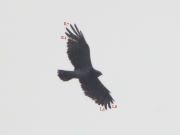 15.VIII.2010 : 2 right (R4, R7) and 2 left (L5, L8) primaries are in the moulting process / by K. Pismennyi