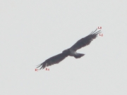 15.VIII.2010 : 2 right (R4, R7) and 2 left (L5, L8) primaries are in the moulting process / by K. Pismennyi