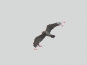 07.VIII.2011 (5 weeks later) : R8, L9 are completely grown; R10 is growing; L7 seems to be absent / by K. Pismennyi