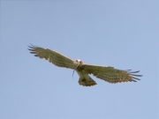 07.VIII.2011 : R8, L9 are completely grown; R10 is growing; L7 seems to be absent / by R. Vatrasevich