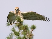 Short-toed Eagle (Circaetus gallicus) / by VATRASEVICH R. 2011