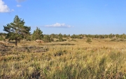 Рис. 2. Место обитания змееяда Circaetus gallicus. Баянаульский национальный парк. 8 сентября 2013. Фото автора
