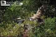 Adult Short-toed Eagle male brings prey for the chick in Maremma