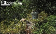 The female takes the brought snake on the nest