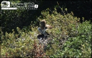 The adult female Short-toed Eagle makes shade for the eaglet which is 25 days old now