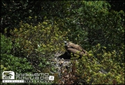 The female cries repeatedly while the chick is in her shade
