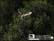 The male Short-toed Eagle is leaving the perch to fly to his nest