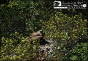 The male has appeared near the nest and the female cries to him