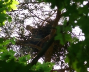2.06.09 : Short-toed Eagle is sitting on the clutch