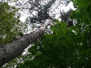 6.08.09 : the nest is built on an old high pine