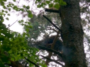 6.08.09 : the chick is seen from the ground