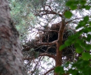 6.08.09 : the nest looks differently 2 months after