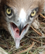 18.07 : a portrait of Short-toed Eagle chick