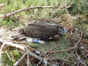 The ringed Short-toed Eagle chick in the Zemplén Hills / by József Serfőző