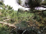 A nest of Short-toed Eagle in the Zemplén Hills / by József Serfőző