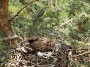 Here the chick has been tagged with a colour ring too / by József Serfőző