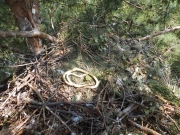 Other nest of Short-toed Eagle in the Zemplén Hills / by József Serfőző